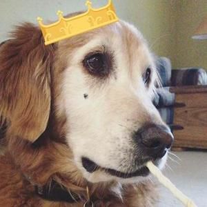 Meet your Posher, Dori